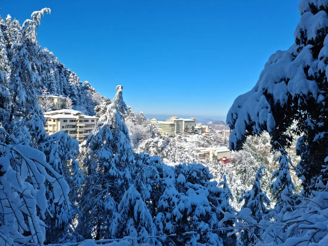 Snow-laden pine trees overlooking Shimla under a clear blue sky